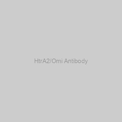 HtrA2/Omi Antibody